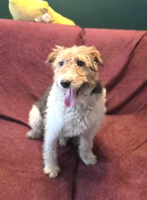 Kochany, bezdomny, bardzo pragnący miłości foxterier szuka domku