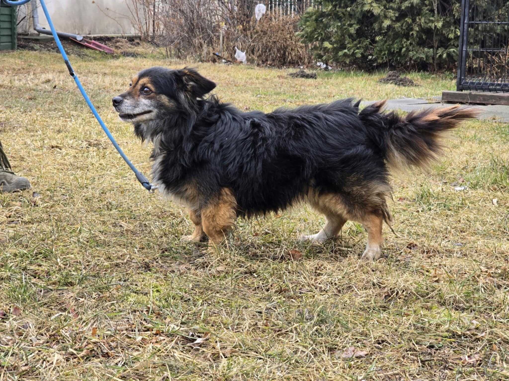 Amper - mały, przyjazny kundelek do adopcji