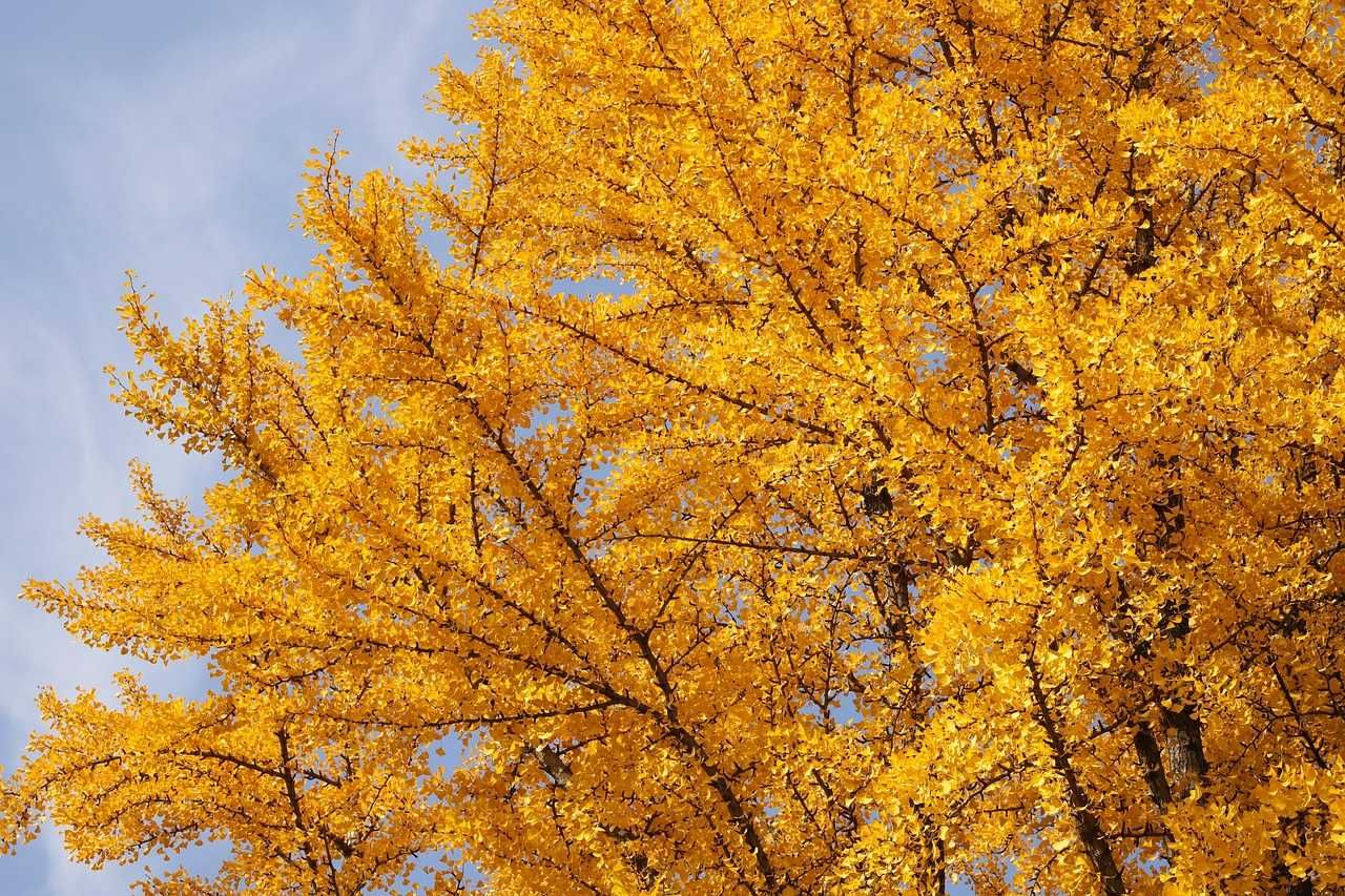 Sementes frescas de gingko biloba