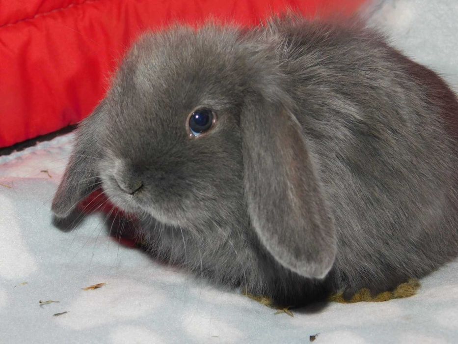 Niebieskie i beżowe baranki mini lop