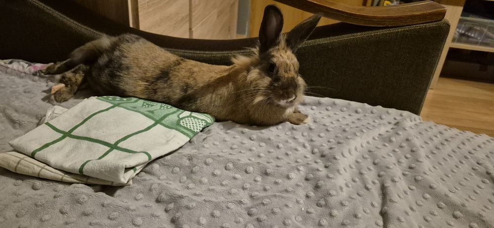 Oddam królika samiczkę