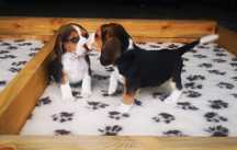Szczeniak Beagle Tri-Color
