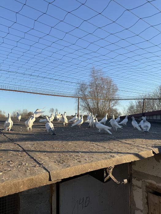 Golebie jasne wyszwance wyloty