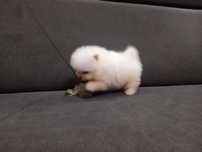 Szpic miniaturowy pomeranian sliczny piesek