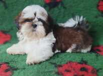 Gotowy do odbioru piękny puchatek Shih Tzu biało-czerwony z rodowodem