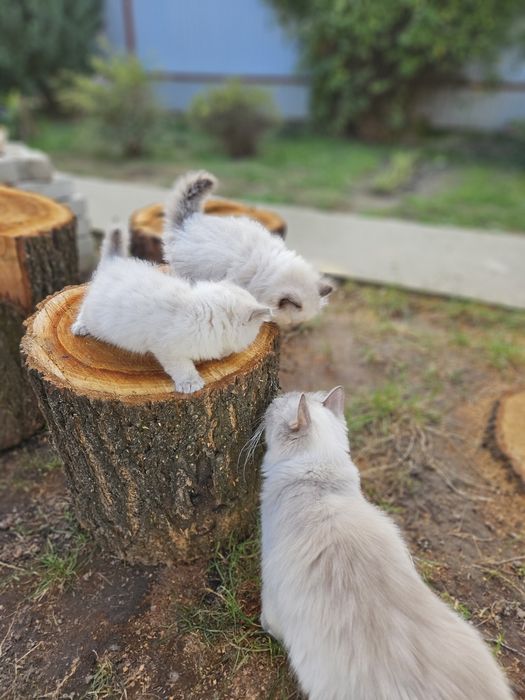 Котята невской маскарадной