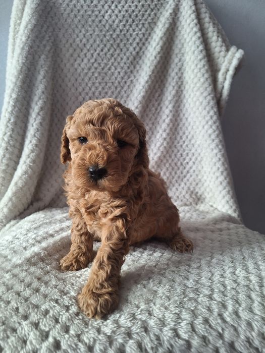 Pudel miniaturowy-chlopiec