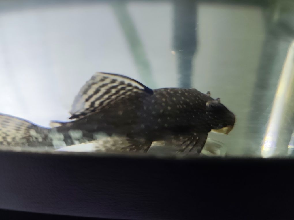Ancistrus limpa-vidros