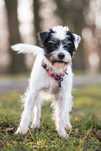 Neska Parson terrier do adopcji!
