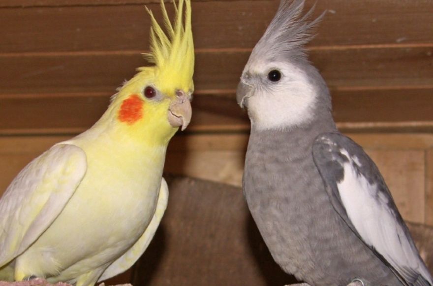 Попугаи корелла взрослые и парованые пары