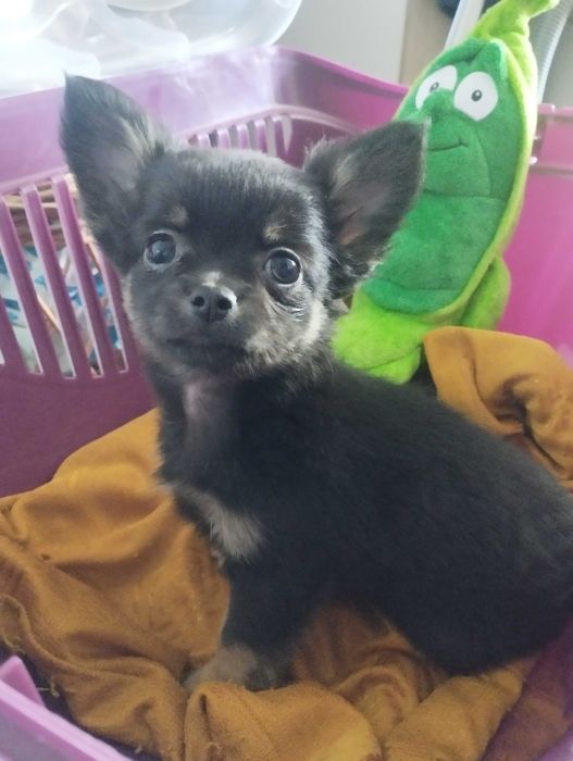 Chihuahua długowłosa suczka