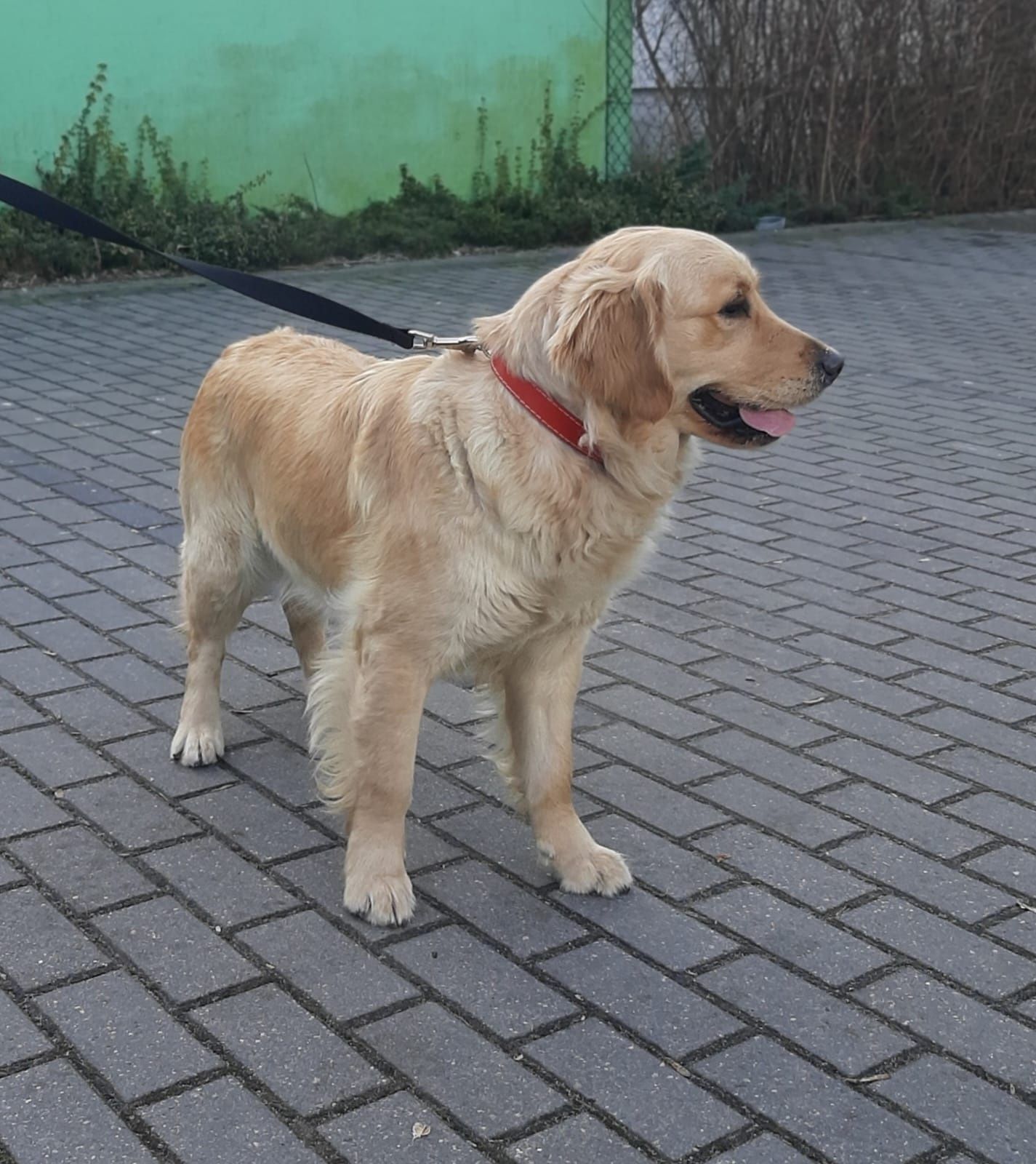 Golden Retriever  suczka złota