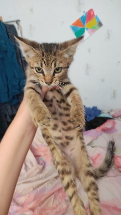 кошеня хлопчик приблизно 5 місяців