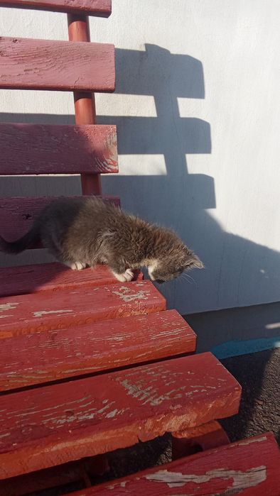 Кошенята, дві кицьки шукають господарів