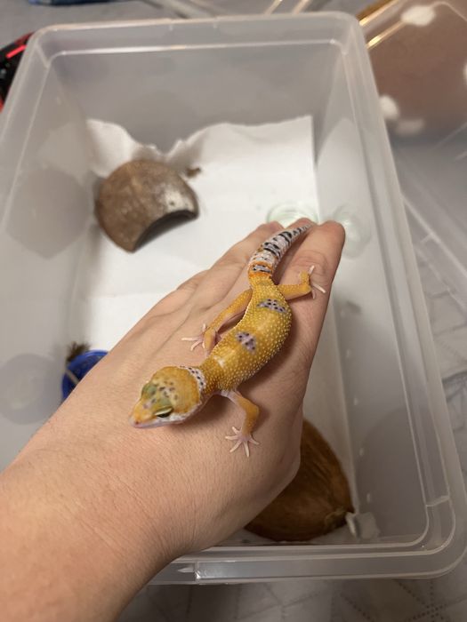 Gekon lamparci / gekony lamparcie