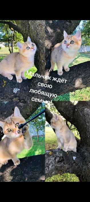 Золота шиншилла. Котик. Кошенята. Україна.