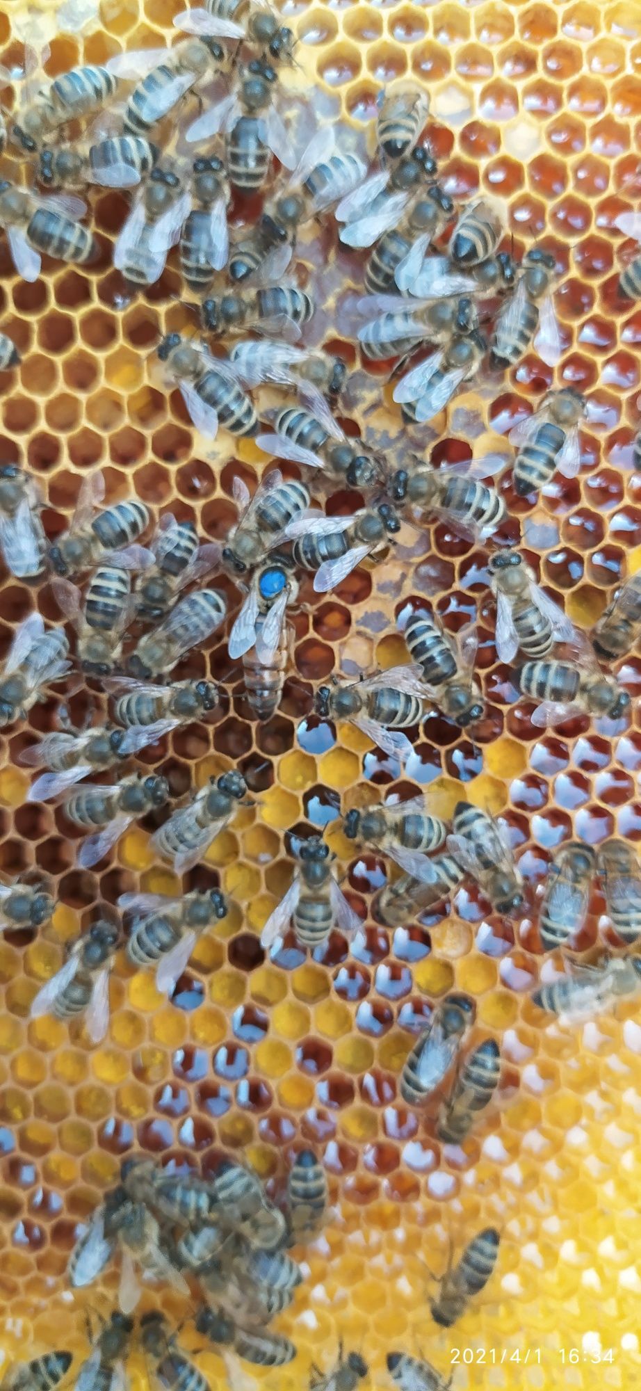 Бджолопакети Чернівецька обл на рамку, Дадана Блата