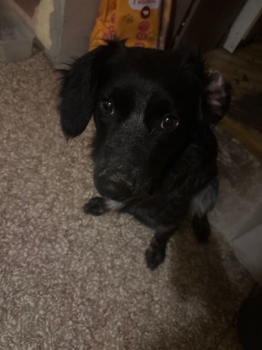 Roczny piesek szuka domu