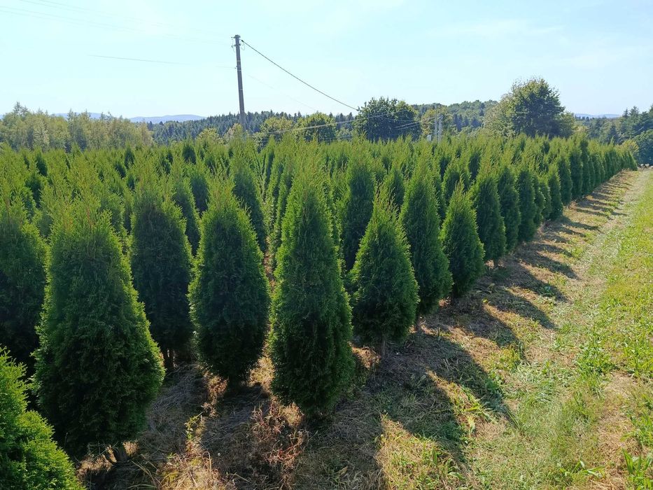 Tuja szmaragd, brabant, świerk, jodła, sosna,SADZIMY