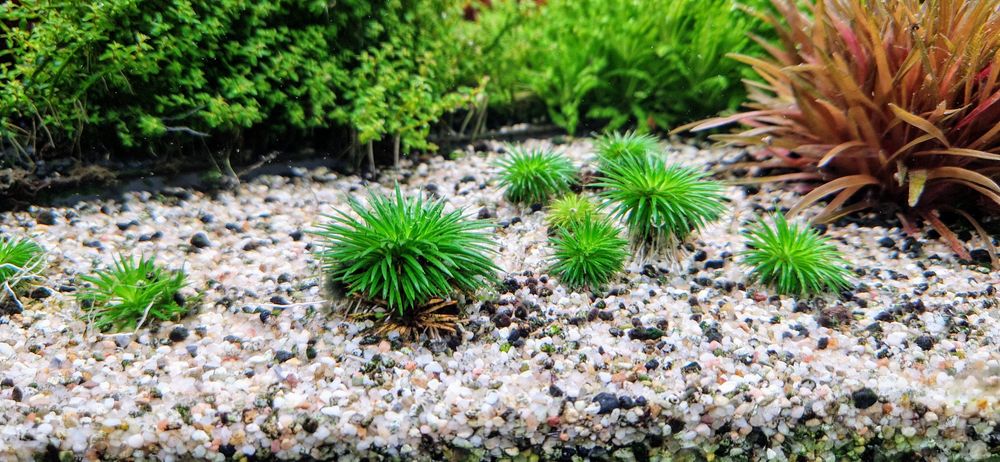 Eriocaulon Ratnagiricum sadzonka