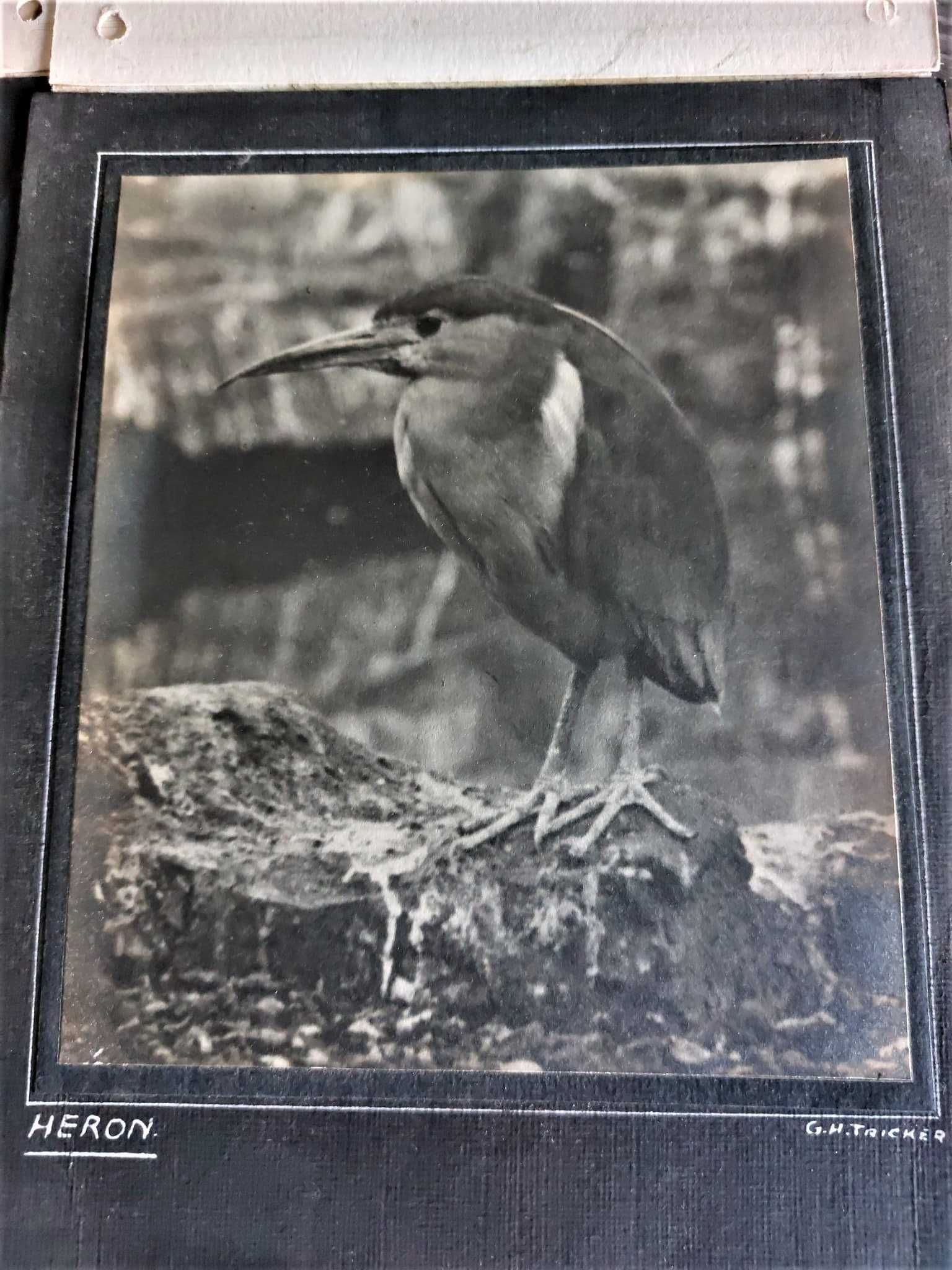 Raras Fotos Originais de Africa.Rhodesia e Moçambique.Conjunto 50.