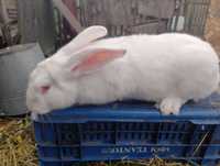 Продам кроликів білий панон