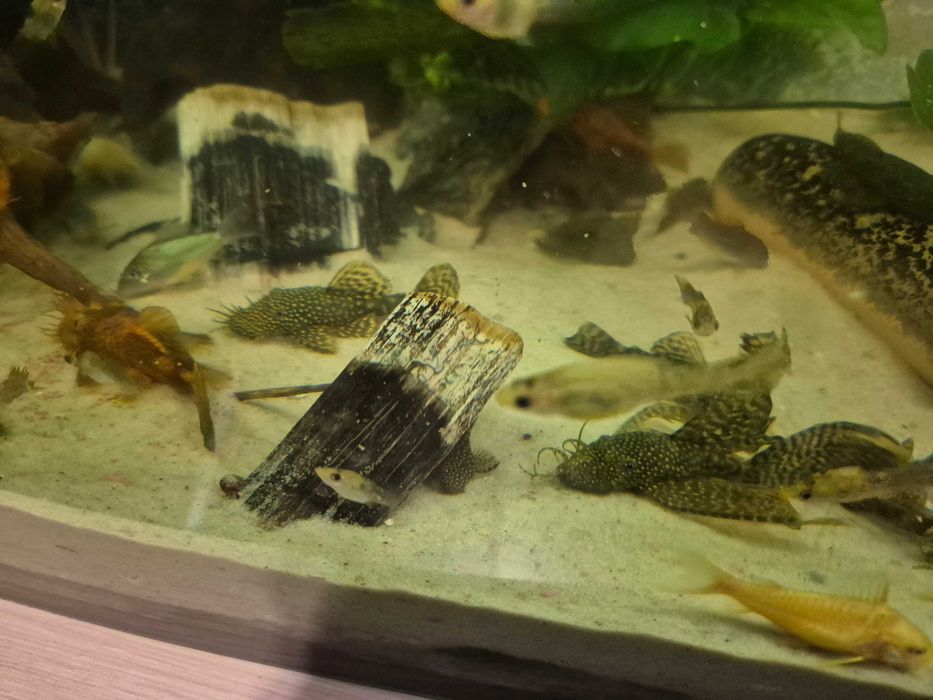 Akwarium panoramiczne 240l wraz z komodą i bogatym życiem