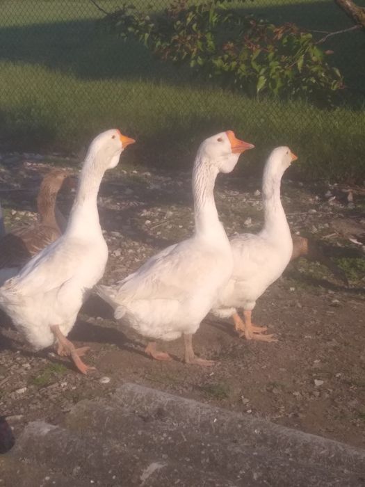 Gęsiory Chomogoròw
