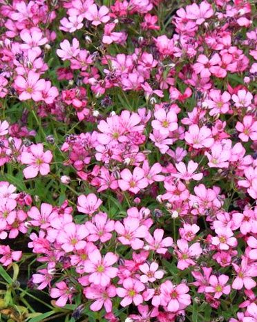 Айстра низькоросла, глобулярія, крилотичинник, примули, герань,брунера