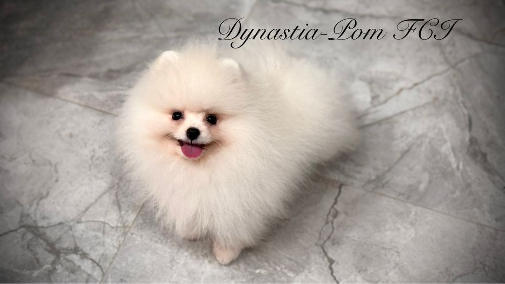 Szpic miniaturowy pomeranian FCI