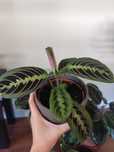Vendo Calathea | Maranta Leuconeura