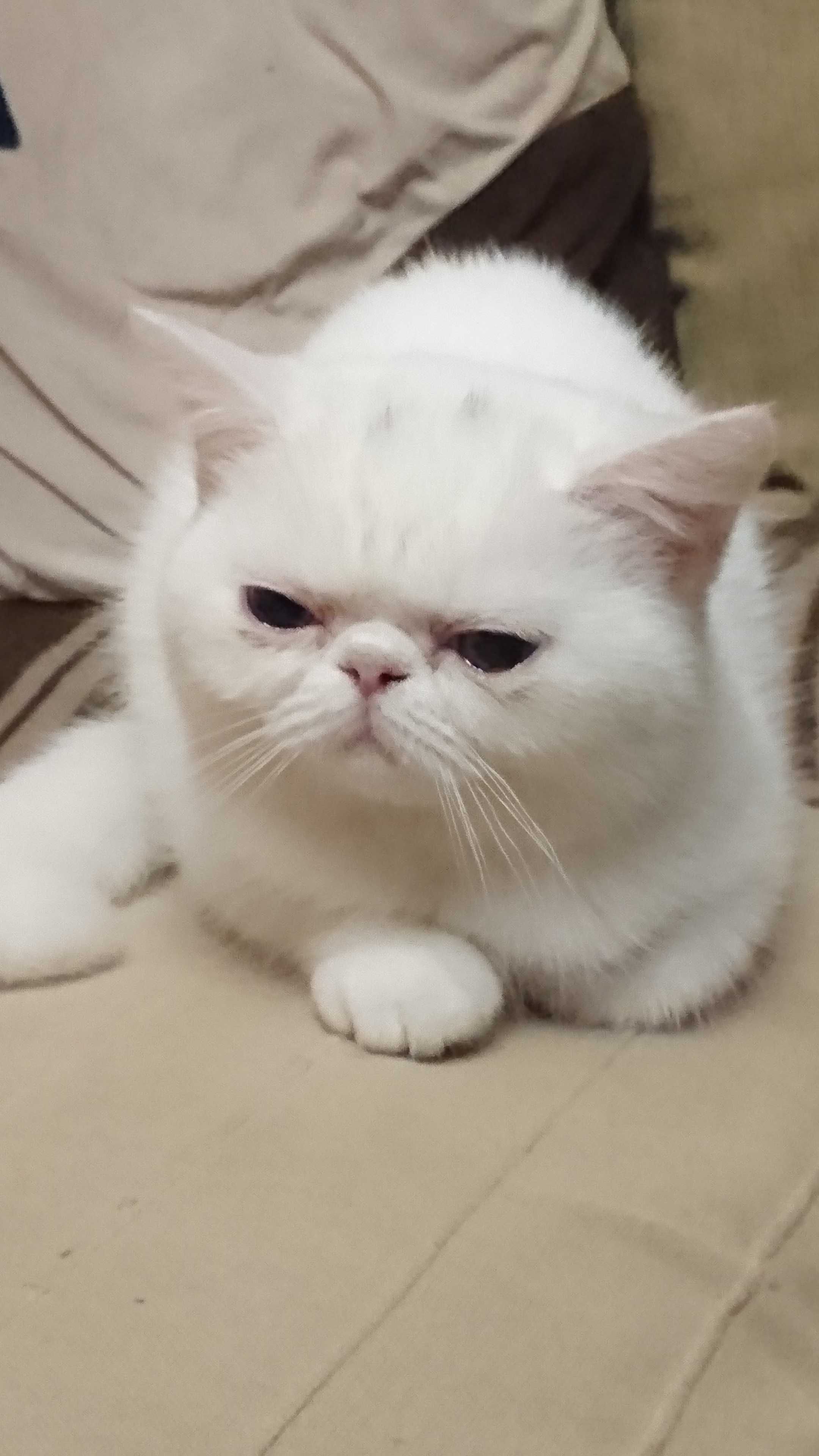 Gatinho Persa Exotico