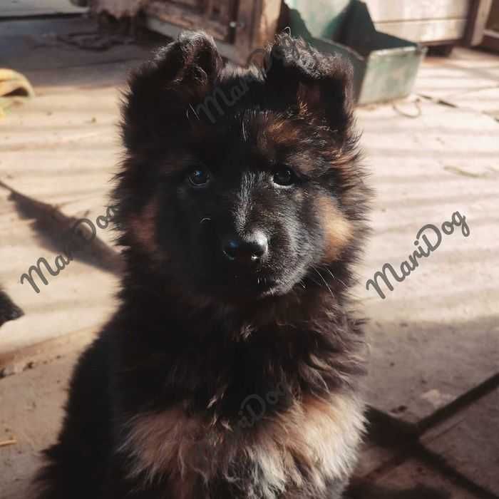 JUZ do ODBIORU! Owczarek niemiecki długowłosy suczka szczeniak pies