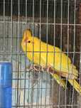 kakariki Amarelos e Verde