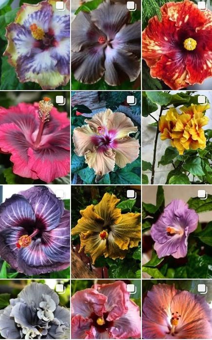 Излишки моих Гибискусов