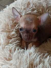Chihuahua - szczeniak XXS