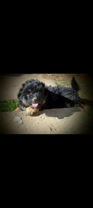 Oddam za darmo 4 małe pieski