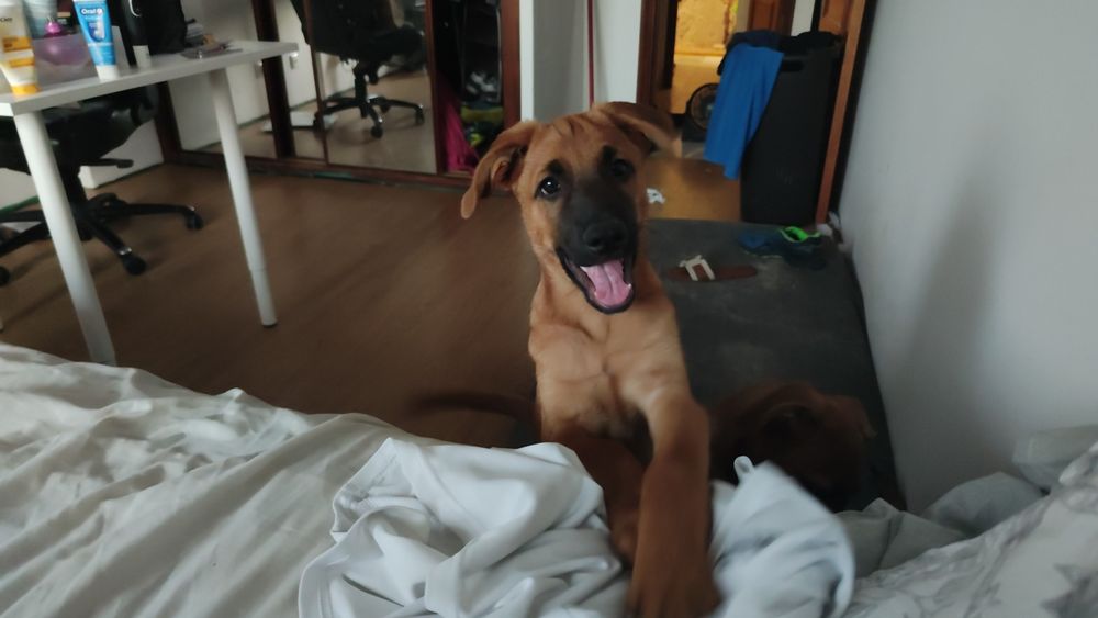 Dou dois Arrassados de Pastor Belga