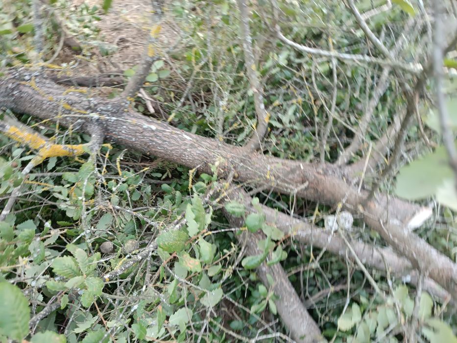 Ofereço // dou  Lenha