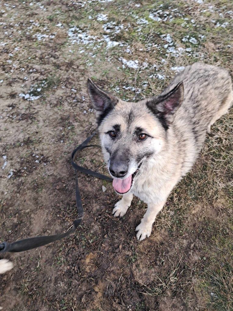 Do pilnej adopcji!