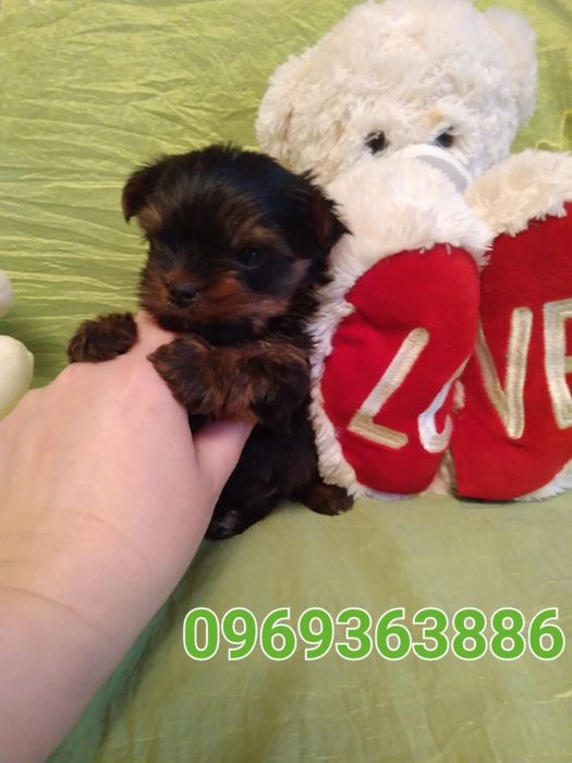 Цуценятко йорка,хлопчик міні