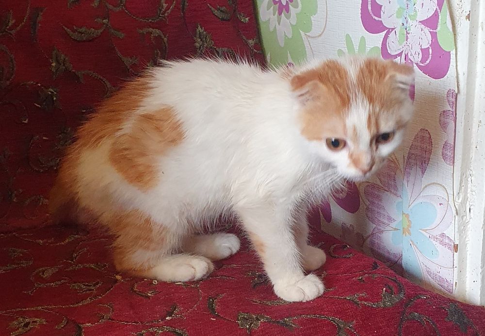 Шатландец вислоушка еотик