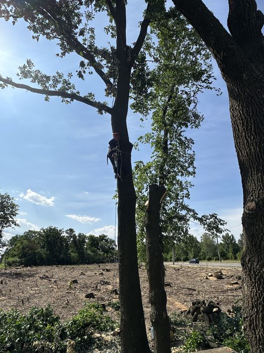 Спилить дерево, срезать дерево