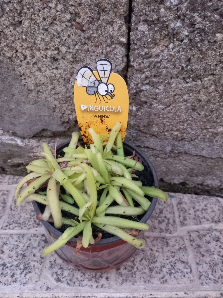 Plantas carnívoras
