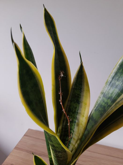 Sansewieria 50 cm, Języki teściowej, żółte obrzeża