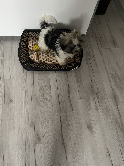 Śliczny szczeniak piesek shih tzu
