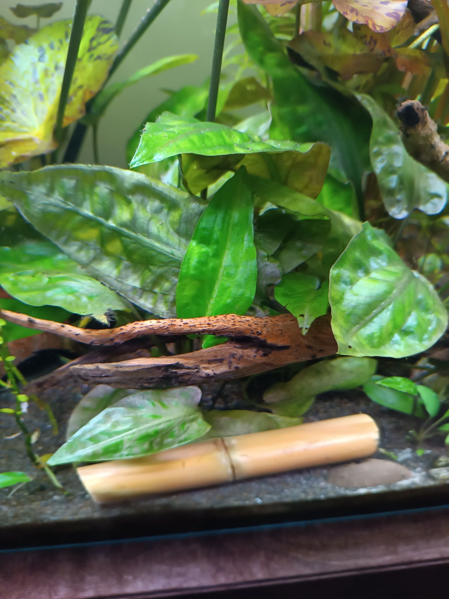 Cryptocoryne pontederiifolia, kryptokoryna sumatrzańska