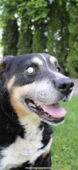 Astor Pies do adopcji