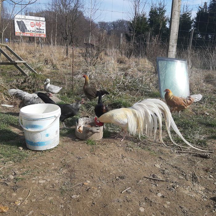 zmienią kurnik młode  feniks cena 100 zł parka