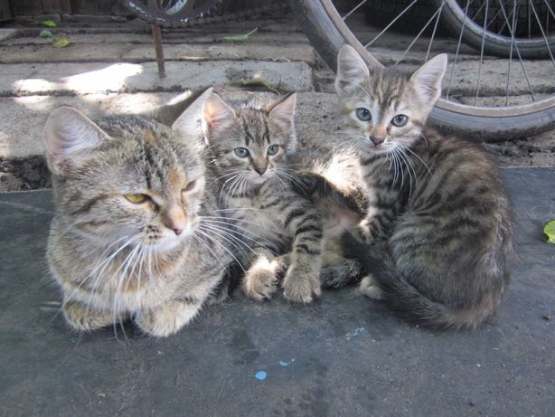 Отдам котят кошек сибирской кошки(метисы) 1 год
